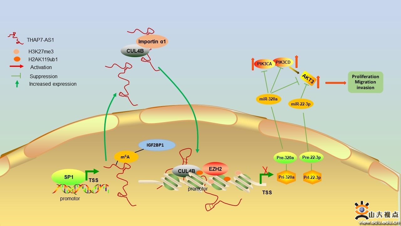 高鹏教授团队就促进胃癌转移的lncRNA THAP7-AS1研究发表新成果