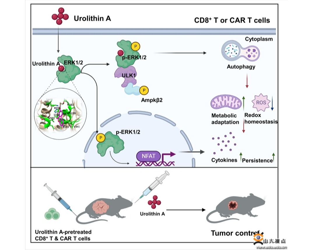 马春红、李春阳联合华中科技大学王桂华团队揭示尿石素A助力T细胞抗肿瘤免疫的新机制