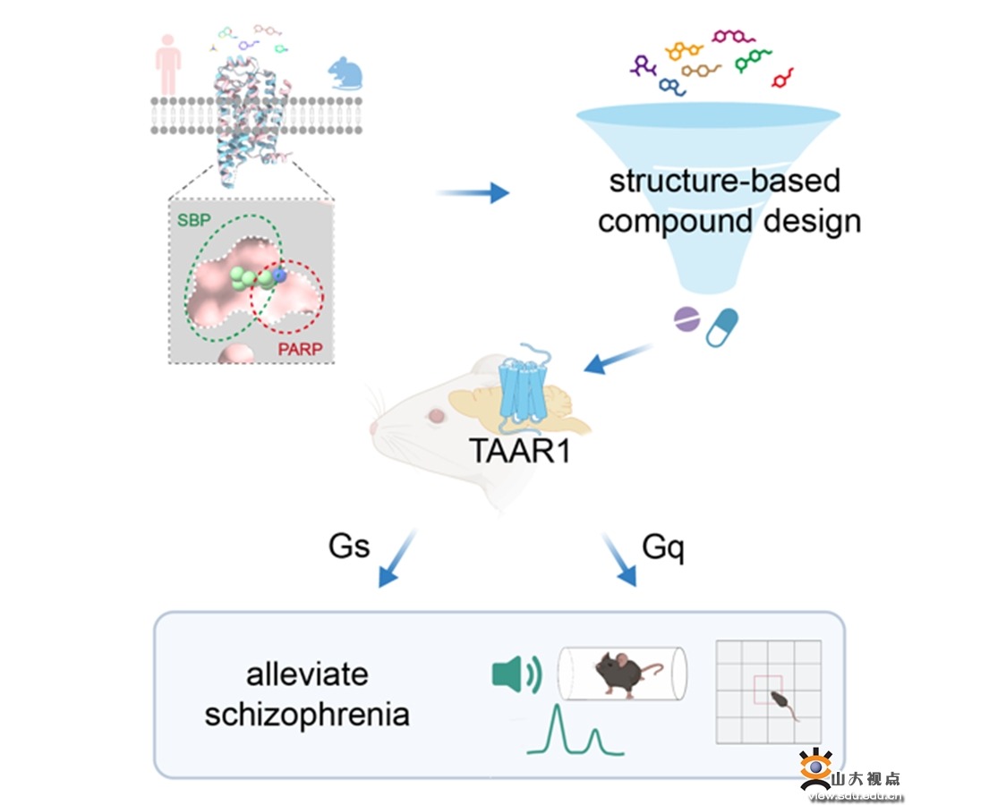 Cell 发文！孙金鹏教授团队联合开发治疗精神分裂症的TAAR1靶向新药物