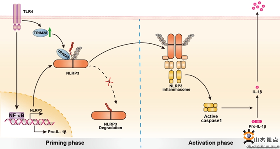 赵伟教授团队在Nature Communications上发表最新研究成果